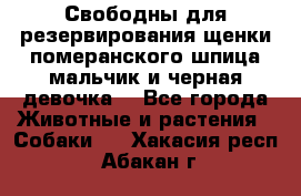 Свободны для резервирования щенки померанского шпица мальчик и черная девочка  - Все города Животные и растения » Собаки   . Хакасия респ.,Абакан г.